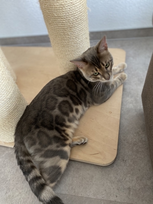 Bengal Deckkater blau, snow lynx und charcoal Träger, mit Stammbaum Bild 3