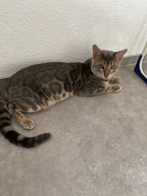 Bengal Deckkater blau, snow lynx und charcoal Träger, mit Stammbaum Bild 6