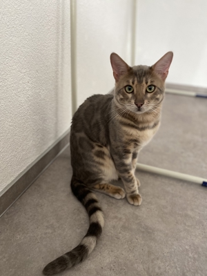 Bengal Deckkater blau, snow lynx und charcoal Träger, mit Stammbaum Bild 5