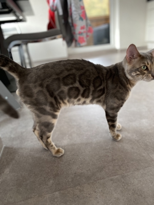 Bengal Deckkater blau, snow lynx und charcoal Träger, mit Stammbaum Bild 4