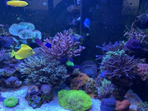 Korallen SPS LPS Weichkorallen Bild 4
