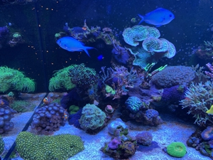 Korallen SPS LPS Weichkorallen Bild 2