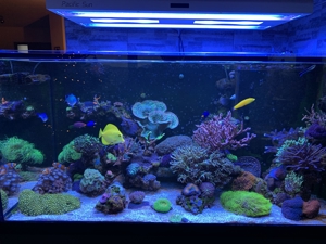Korallen SPS LPS Weichkorallen Bild 1