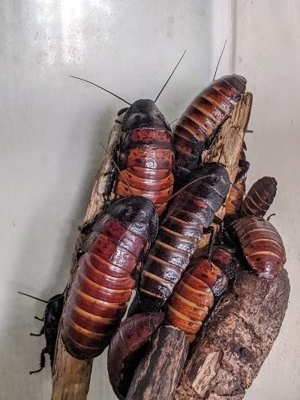 10 x Madagaskar Fauchschaben Gromphadorhina portentosa