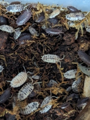 25 x Porcellio laevis Asseln Mix Panda & Schwarz