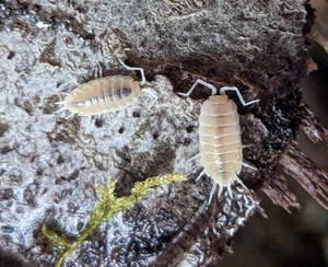 12 x Porcellionides pruinosus "Lemonade"