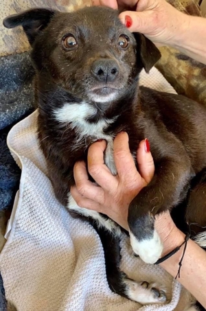 Angstmaus HALONA auch sie hat Ihr Glück bei erfahrenen Menschen verdient! Bild 10