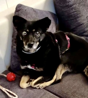 Angstmaus HALONA auch sie hat Ihr Glück bei erfahrenen Menschen verdient! Bild 4