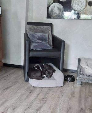 Angstmaus HALONA auch sie hat Ihr Glück bei erfahrenen Menschen verdient! Bild 3