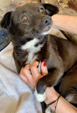 Angstmaus HALONA auch sie hat Ihr Glück bei erfahrenen Menschen verdient! Bild 5