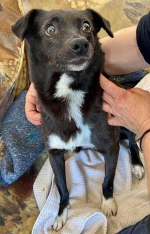 Angstmaus HALONA auch sie hat Ihr Glück bei erfahrenen Menschen verdient! Bild 9