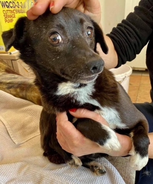 Angstmaus HALONA auch sie hat Ihr Glück bei erfahrenen Menschen verdient! Bild 6