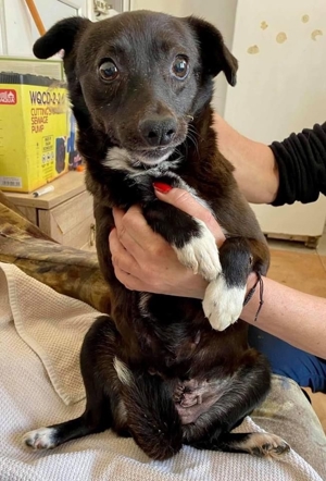 Angstmaus HALONA auch sie hat Ihr Glück bei erfahrenen Menschen verdient! Bild 8