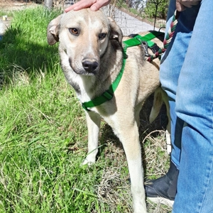 Murphy ein toller Junghund Bild 3