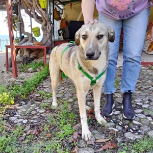 Murphy ein toller Junghund Bild 5