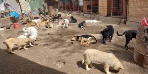 Tierschutzverein sucht dringend erfahrene Pflegestellen