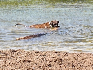 biete privat hundeauslauf