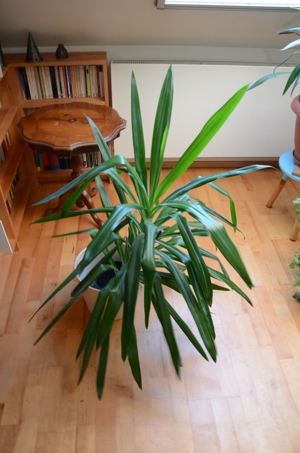 Yucca-Palme 105 cm hoch