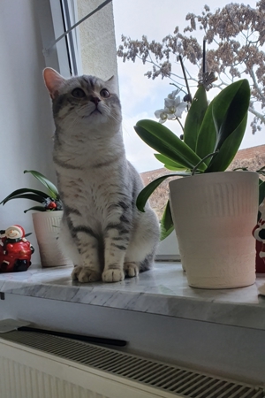 BKH Deckkater BG A mit Stammbaum Bild 8