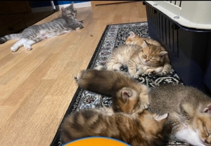 BKH Deckkater Bild 6