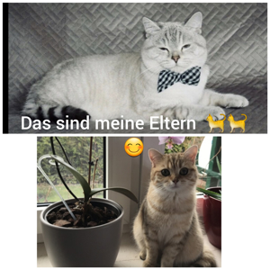 BKH Deckkater BG A mit Stammbaum Bild 6