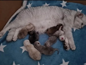 BKH Deckkater BG A mit Stammbaum Bild 3