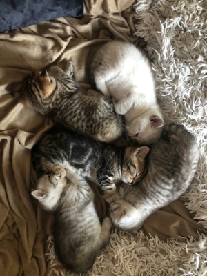 BKH Deckkater BG A mit Stammbaum Bild 2