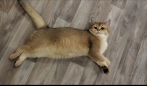 BKH Deckkater Bild 3