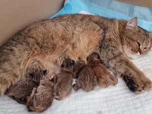 BKH Deckkater Bild 2