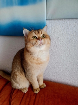 BKH Deckkater Bild 8