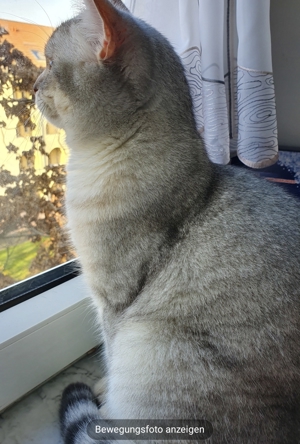 BKH Deckkater BG A mit Stammbaum Bild 9