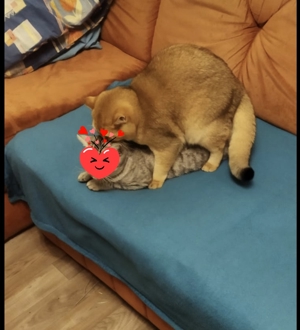 BKH Deckkater Bild 4