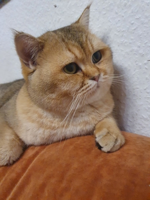 BKH Deckkater Bild 9