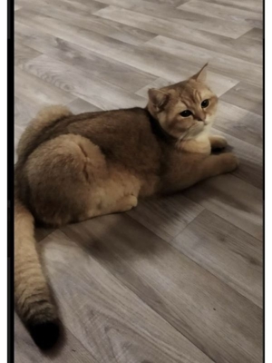 BKH Deckkater Bild 7