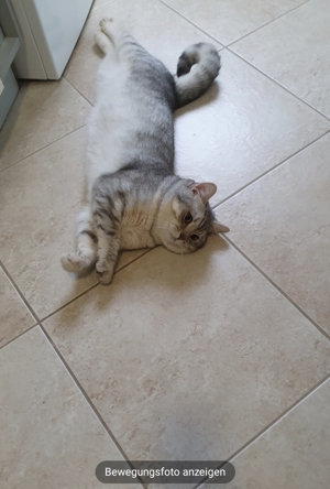 BKH Deckkater BG A mit Stammbaum Bild 5