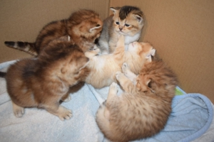 BKH Deckkater Bild 10