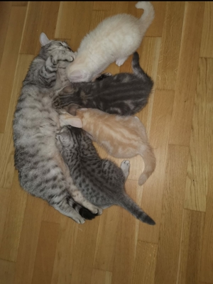 BKH Deckkater BG A mit Stammbaum Bild 7