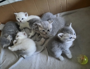 BKH Deckkater BG A mit Stammbaum Bild 4