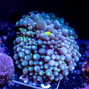 Korallen Ableger LPS, SPS, Zoanthus & Weichkorallen Bild 3