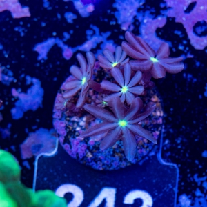 Korallen Ableger LPS, SPS, Zoanthus & Weichkorallen Bild 8