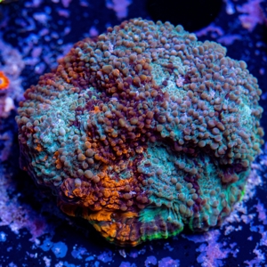 Korallen Ableger LPS, SPS, Zoanthus & Weichkorallen Bild 2
