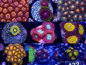 Korallen Ableger LPS, SPS, Zoanthus & Weichkorallen Bild 4