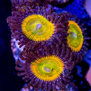 Korallen Ableger LPS, SPS, Zoanthus & Weichkorallen Bild 7