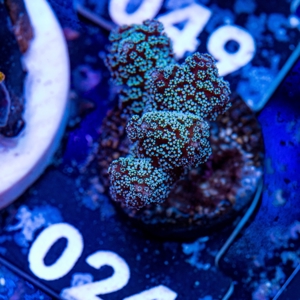 Korallen Ableger LPS, SPS, Zoanthus & Weichkorallen Bild 11