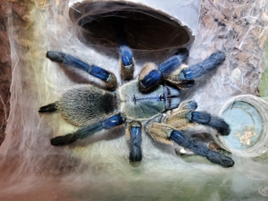 Monocentropus balfouri, Blaue Jemen Vogelspinne