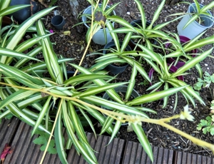 Grünlilie im Pflanzcontainer - sowie weitere Pflanzen aus eigener Aufzucht Bild 3