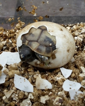 Griechische Landschildkröten - Testudo hermanni boettgeri Bild 1
