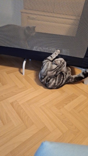 Reinrassige BKH Deckkater black silver classic tabby Bild 2