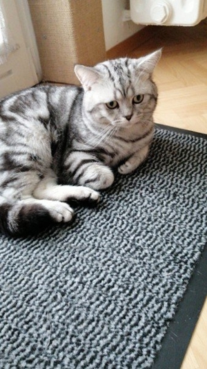 Reinrassige BKH Deckkater black silver classic tabby Bild 4