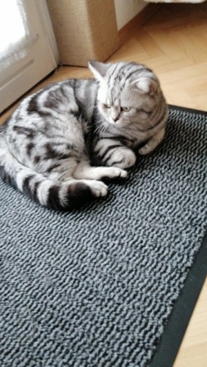Reinrassige BKH Deckkater black silver classic tabby Bild 5